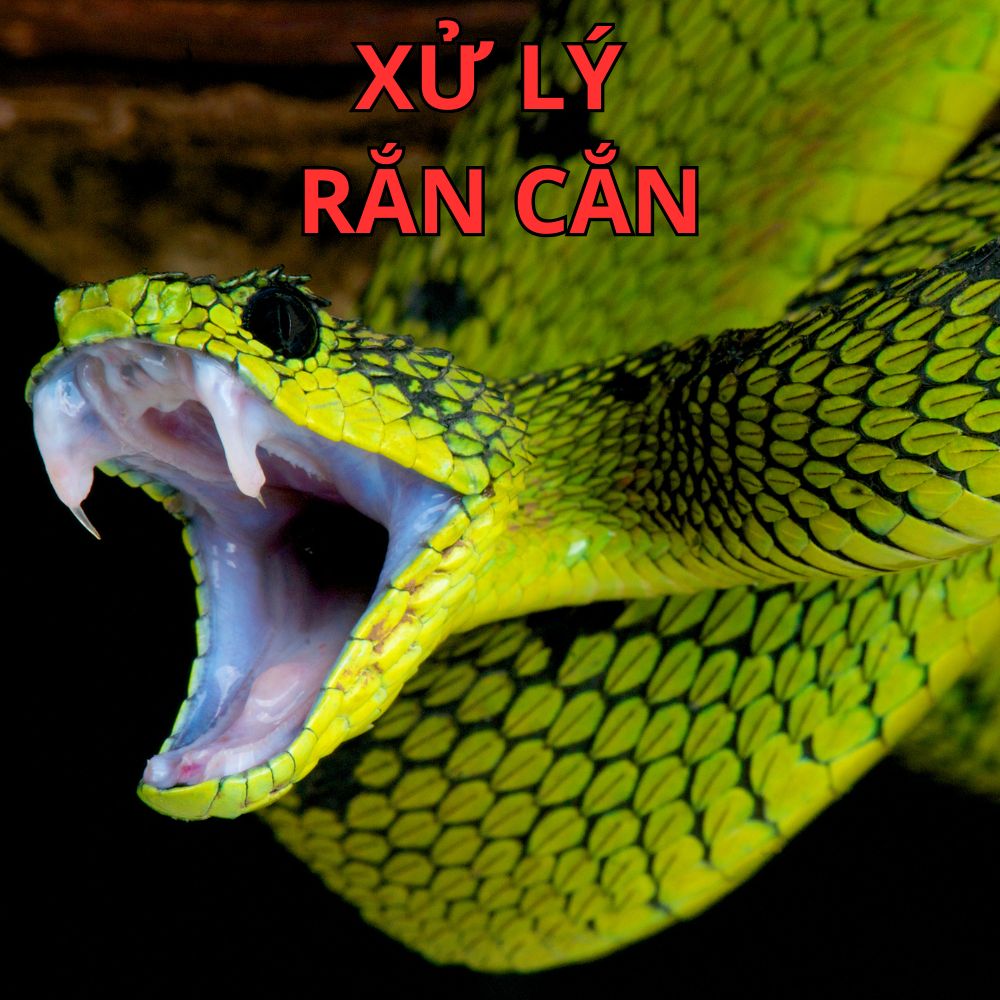 Xử Lý Rắn Cắn